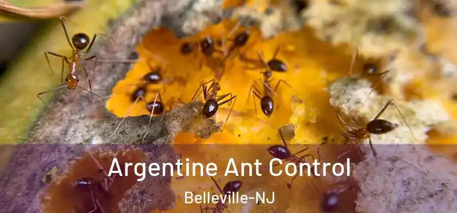 Argentine Ant Control Belleville-NJ