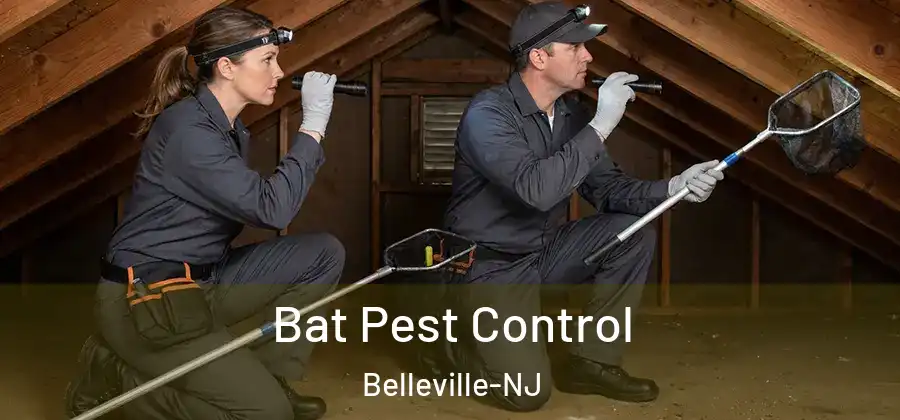 Bat Pest Control Belleville-NJ
