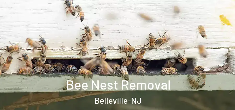 Bee Nest Removal Belleville-NJ