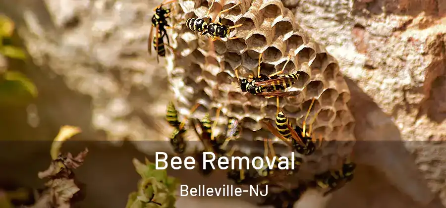 Bee Removal Belleville-NJ