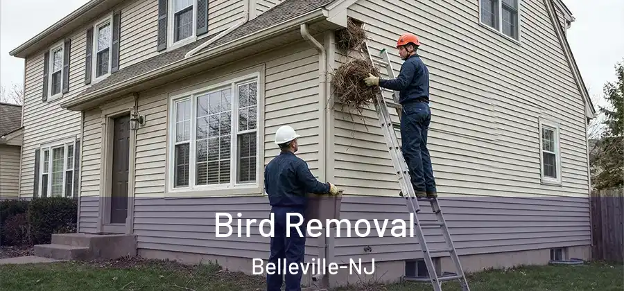 Bird Removal Belleville-NJ
