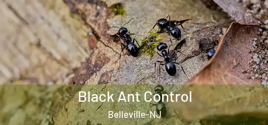 Black Ant Control Belleville-NJ