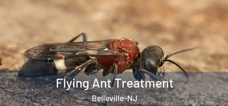 Flying Ant Treatment Belleville-NJ