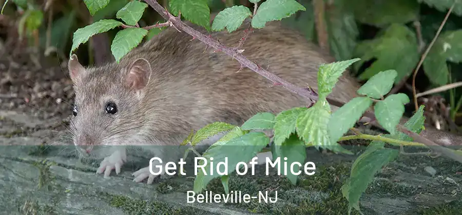Get Rid of Mice Belleville-NJ