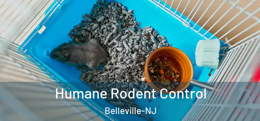 Humane Rodent Control Belleville-NJ