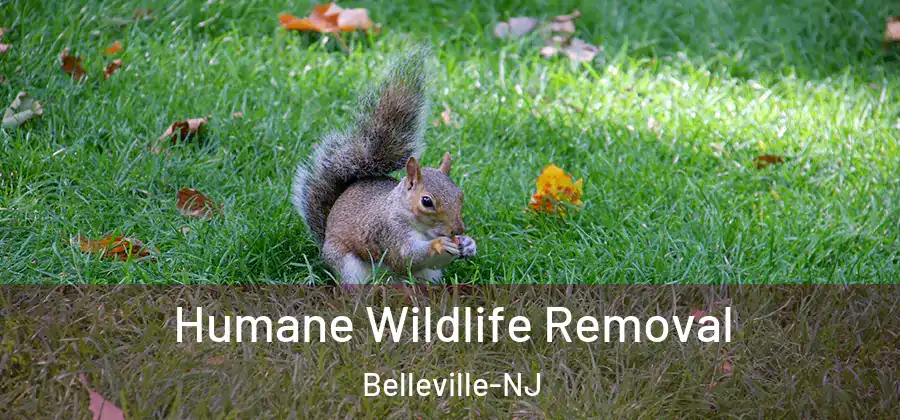 Humane Wildlife Removal Belleville-NJ