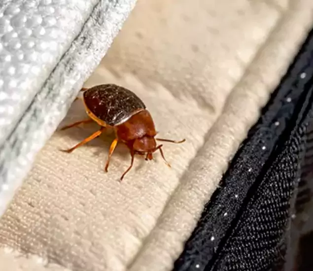 Trusted Bed Bug Prevention Specialists in Belleville, NJ