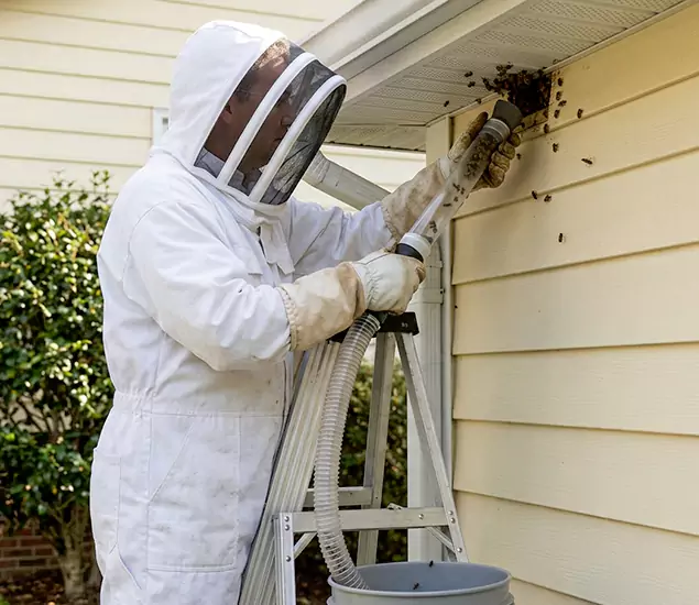 Your Affordable Bee Removal Company in Belleville, NJ