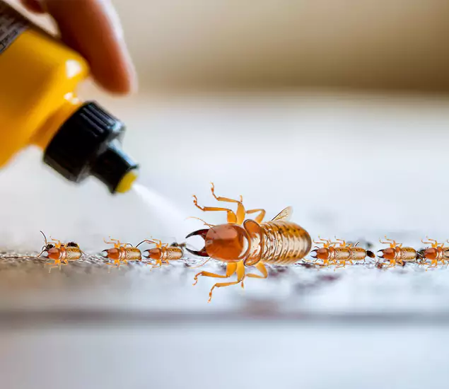 Reliable Bora Care Termite Experts in Belleville, NJ