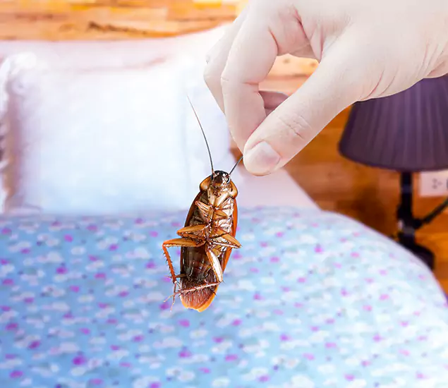 Expert Roach Control Services: Your Cockroach Pest Control in Belleville, NJ
