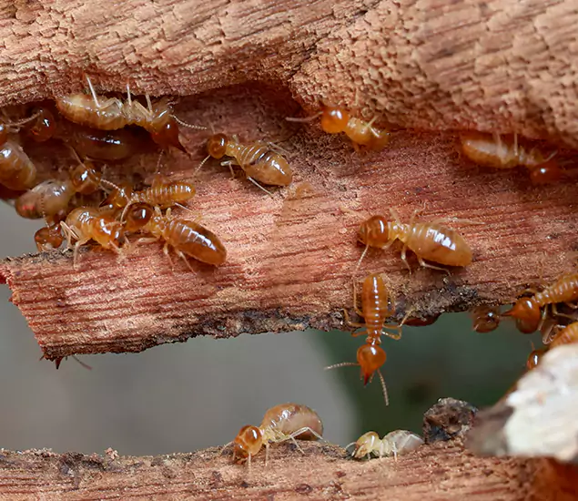 About Our Drywood Termite Treatment Experts in Belleville, NJ