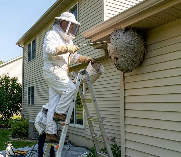 Expert Wasp Nest Removal: Your Local Wasp Nest Removal Company in Belleville, NJ