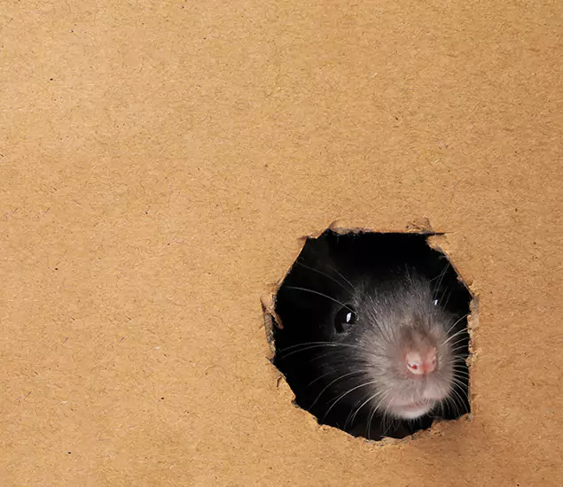 Rats in Attic Removal Experts in Belleville, NJ