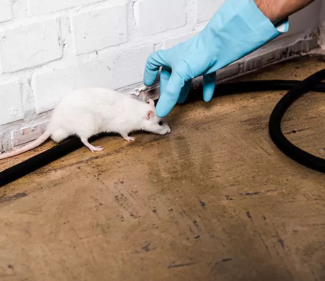 About Rodent Control Experts in Belleville, NJ