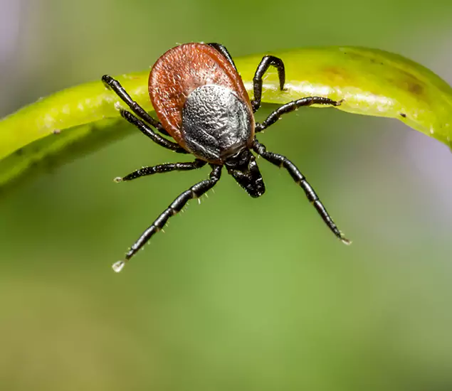 Your Trusted Tick Pest Control in Belleville, NJ