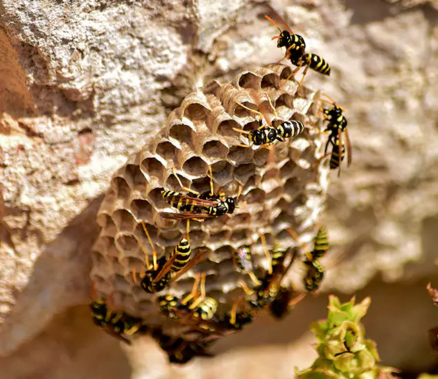 Your Best Wasp Removal Company in Belleville, NJ