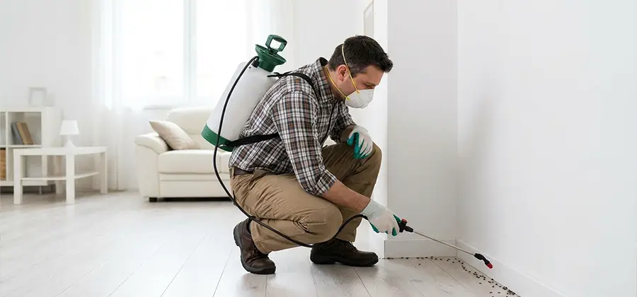 Seasonal Ant Infestation Control in Belleville