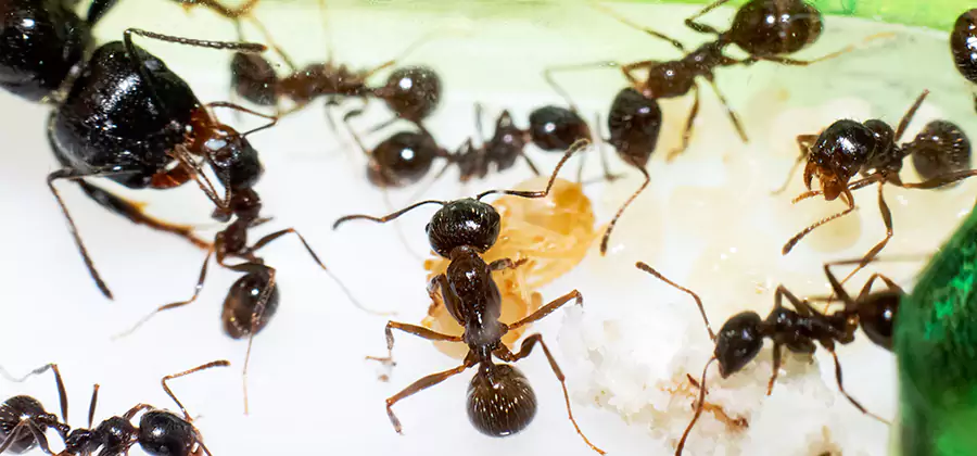 Argentine Ant Barrier Treatment in Belleville