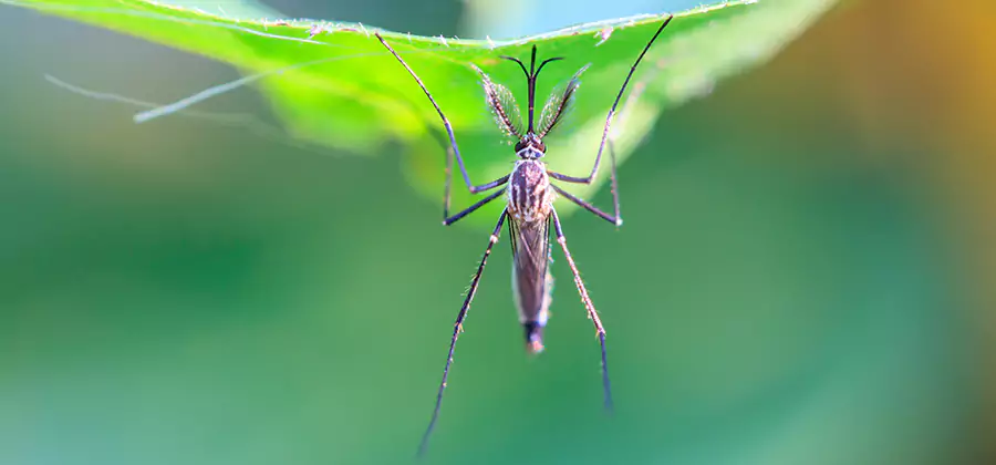 Natural Mosquito Spray for Yard in Belleville