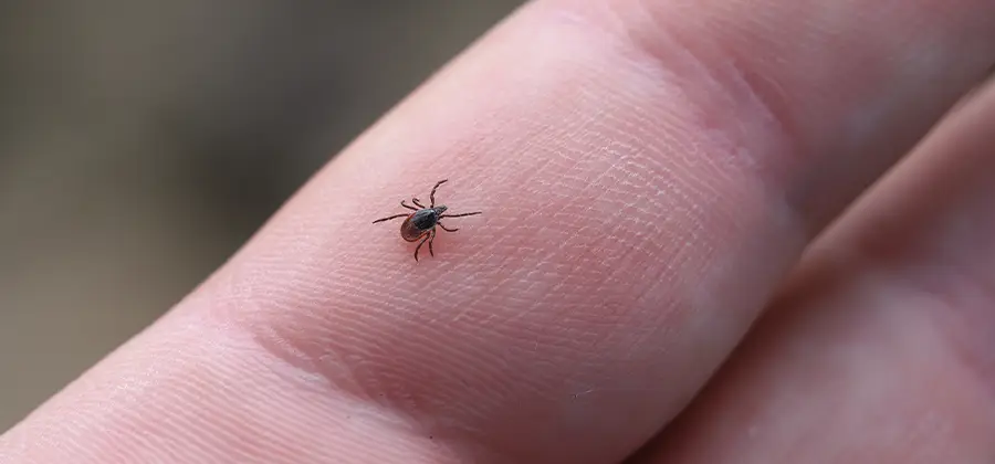 Infection Prevention for Bed Bug Bites in Belleville