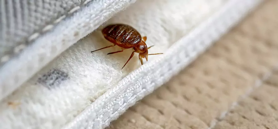 Tenting Bed Bug Fumigation in Belleville