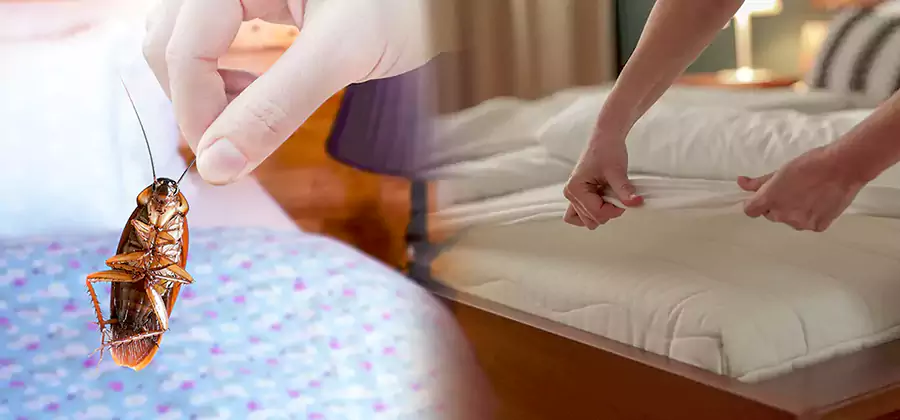 Bed Bug Home Extermination Service in Belleville