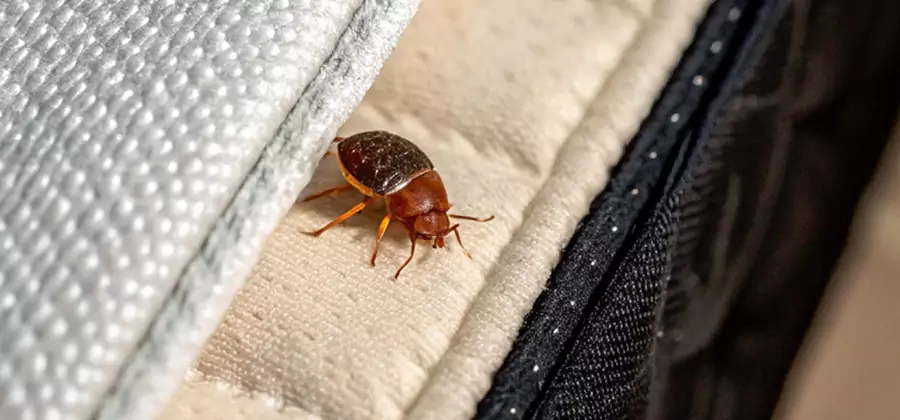 Commercial Bed Bug Control in Belleville