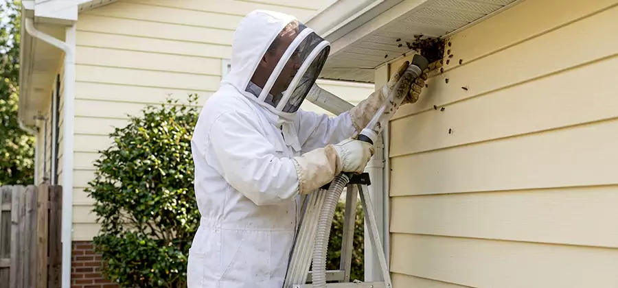 Ground Bee Removal in Belleville