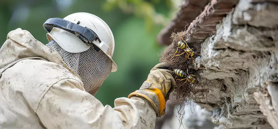 Bee and Wasp Hornet Removal in Belleville