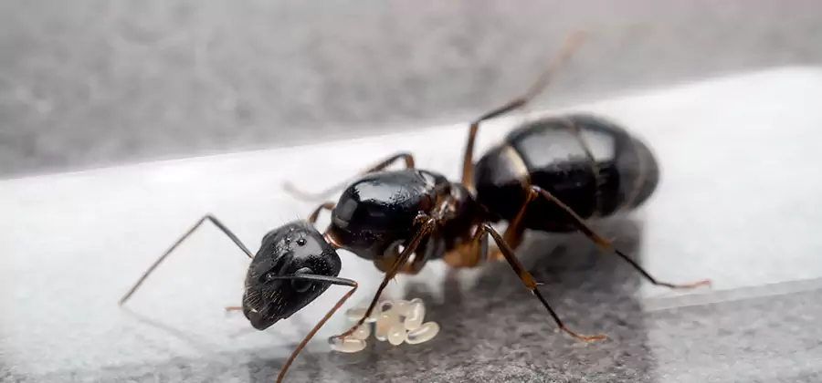 Black Ants in Kitchen Elimination in Belleville