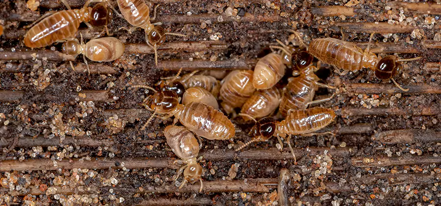 Bora Care Residential Termite Control in Belleville