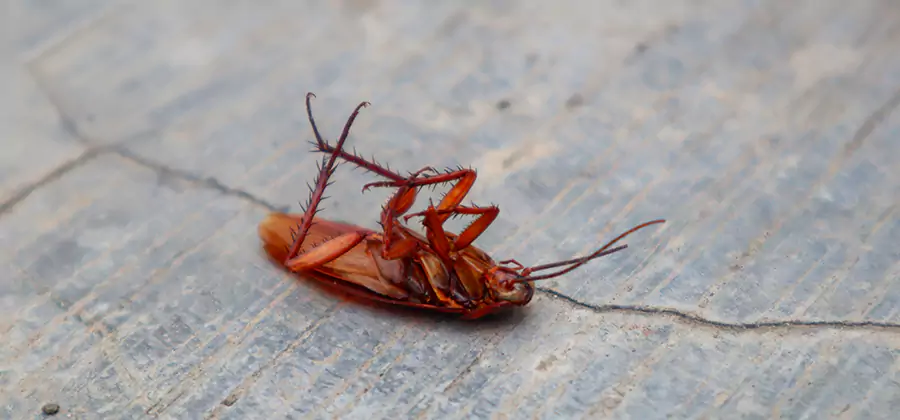 Cockroach Eradication for Commercial Properties in Belleville
