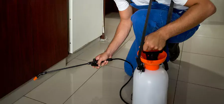 Palmetto Bug Exterminator in Belleville