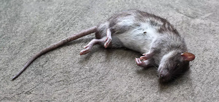 Dead Rat Disposal in Belleville
