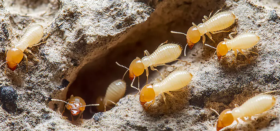 Termite Exterminator Services in Belleville