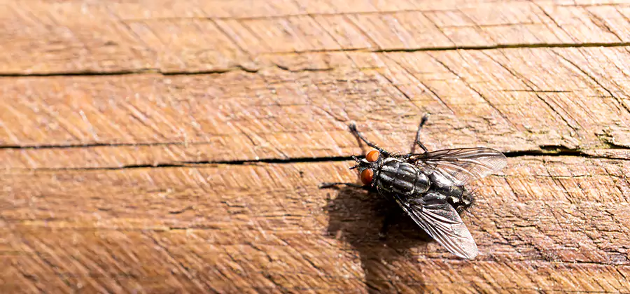 Flying Ant Barrier Treatment in Belleville