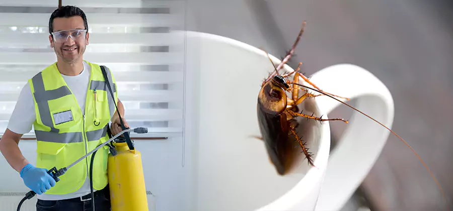 German Roach Infestation Treatment Belleville