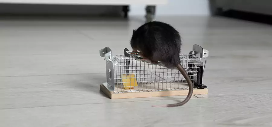 Mice in Attic Removal Belleville