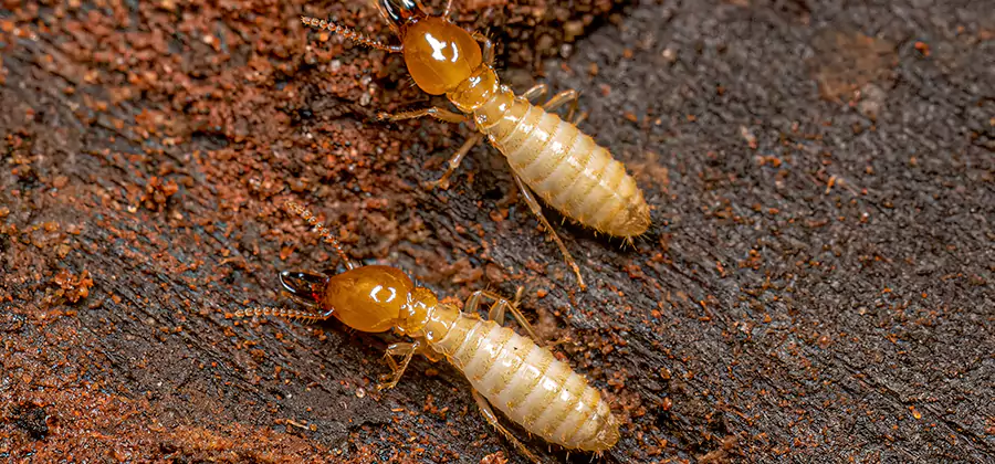 Structural Heat Termite Treatment in Belleville