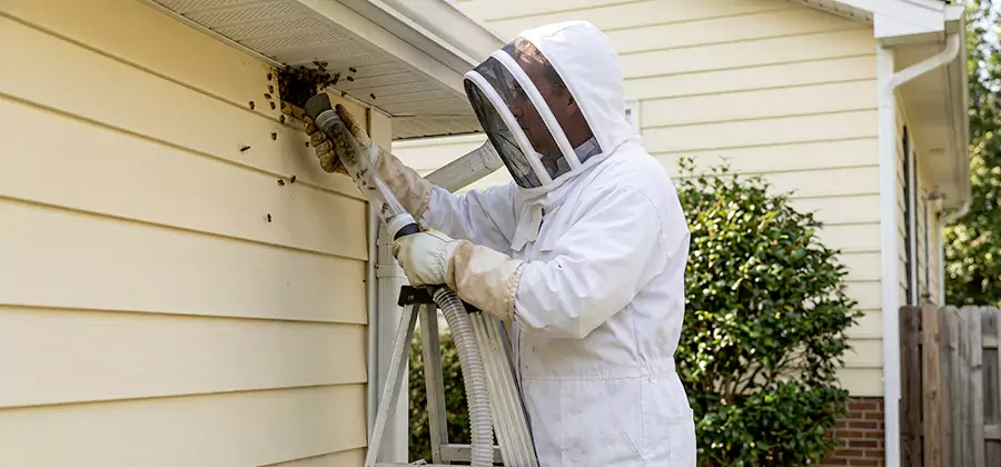 Wasp Nest in Wall Removal in Belleville