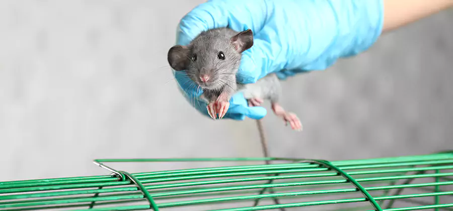 Humane Rat Trapping in Belleville