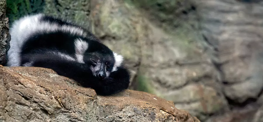 Humane Skunk Removal in Belleville