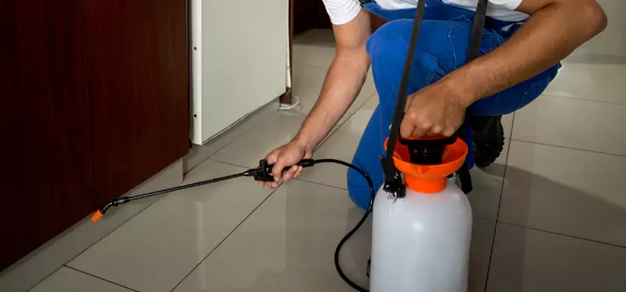 Indoor Insect Killer Solutions in Belleville