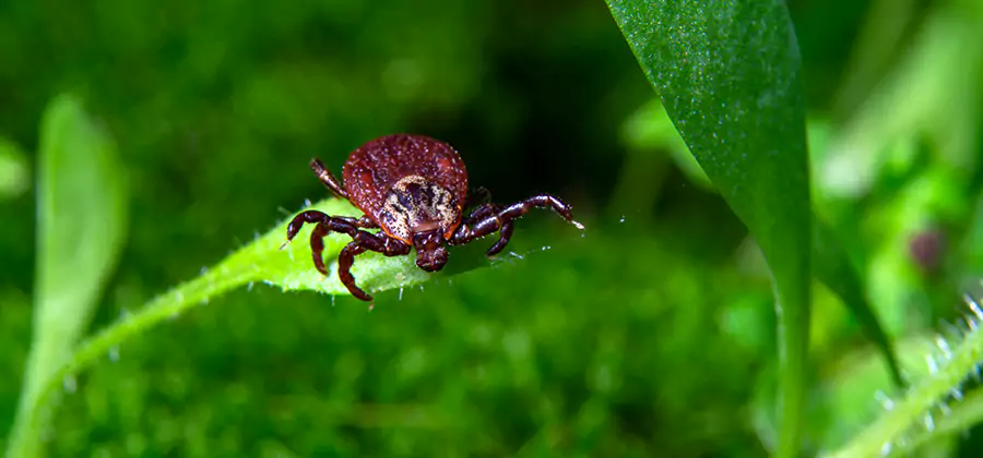 Tick Prevention for Yard in Belleville