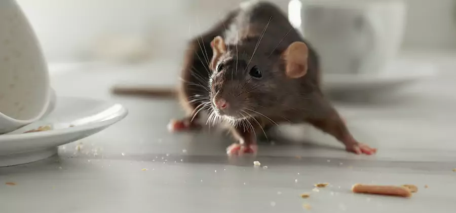 Rodent Feces Removal in Belleville