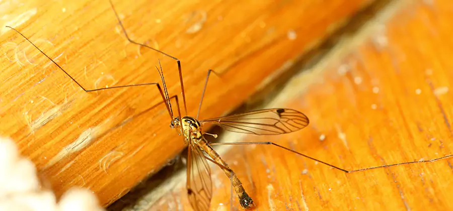 Exterior Mosquito Control in Belleville