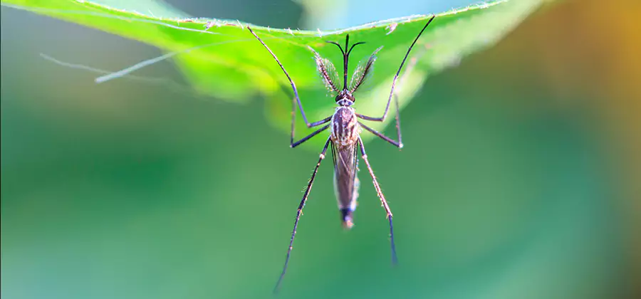 Pest and Mosquito Control for Yard and Patio in Belleville