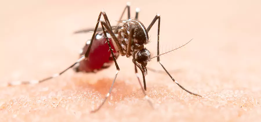 Pond Mosquito Control and Water Treatment in Belleville