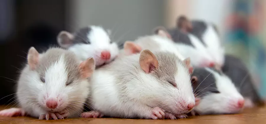 Belleville Pet Safe Mice Control