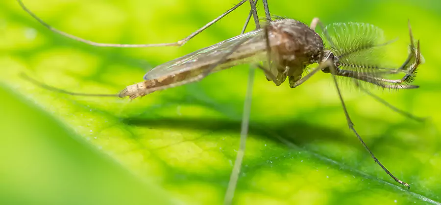 Herbal Mosquito Repellent Treatment in Belleville